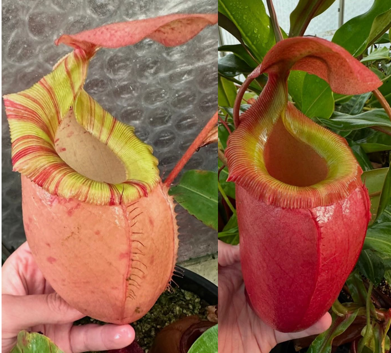 Nepenthes hybrid ウツボカズラ Nepenthes hybrid R-Z — Scotland Carnivorous Plants