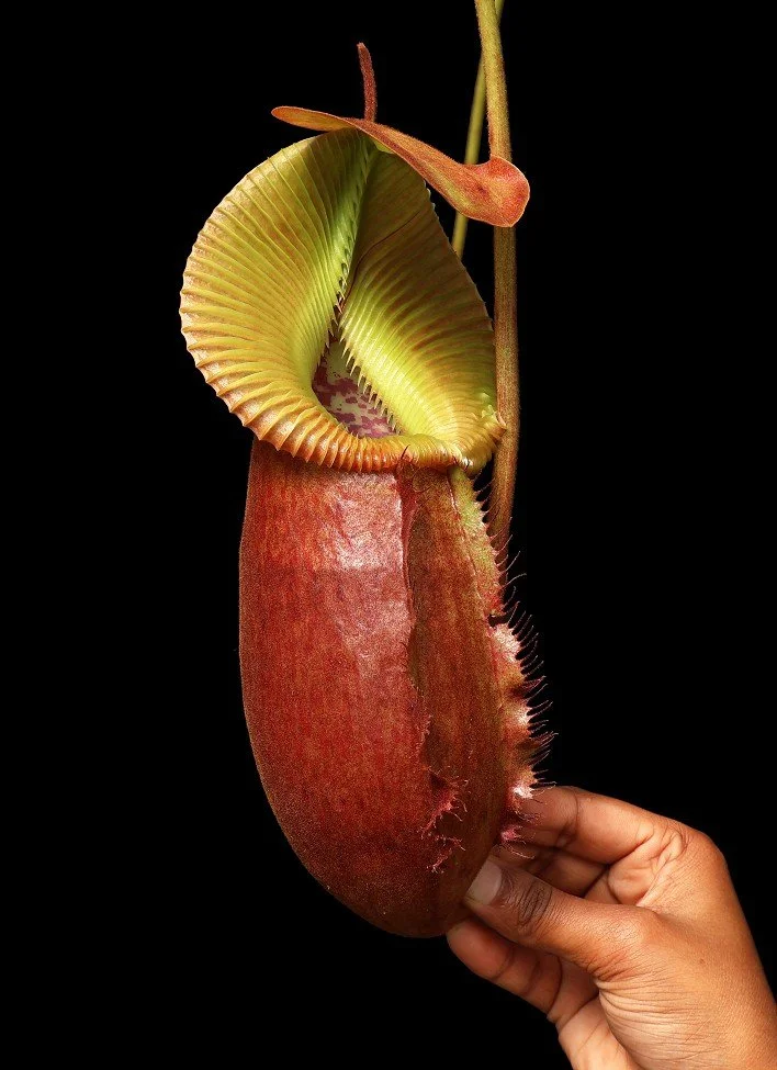 BE-4079b one clone.JPG