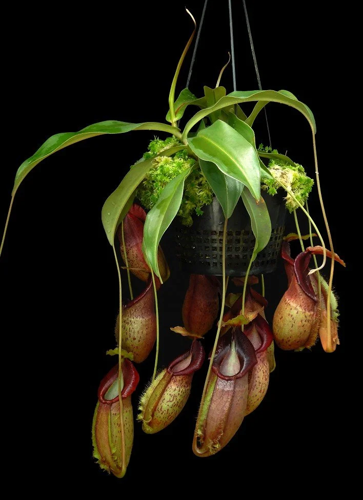 BE-3792a one of the clones.JPG