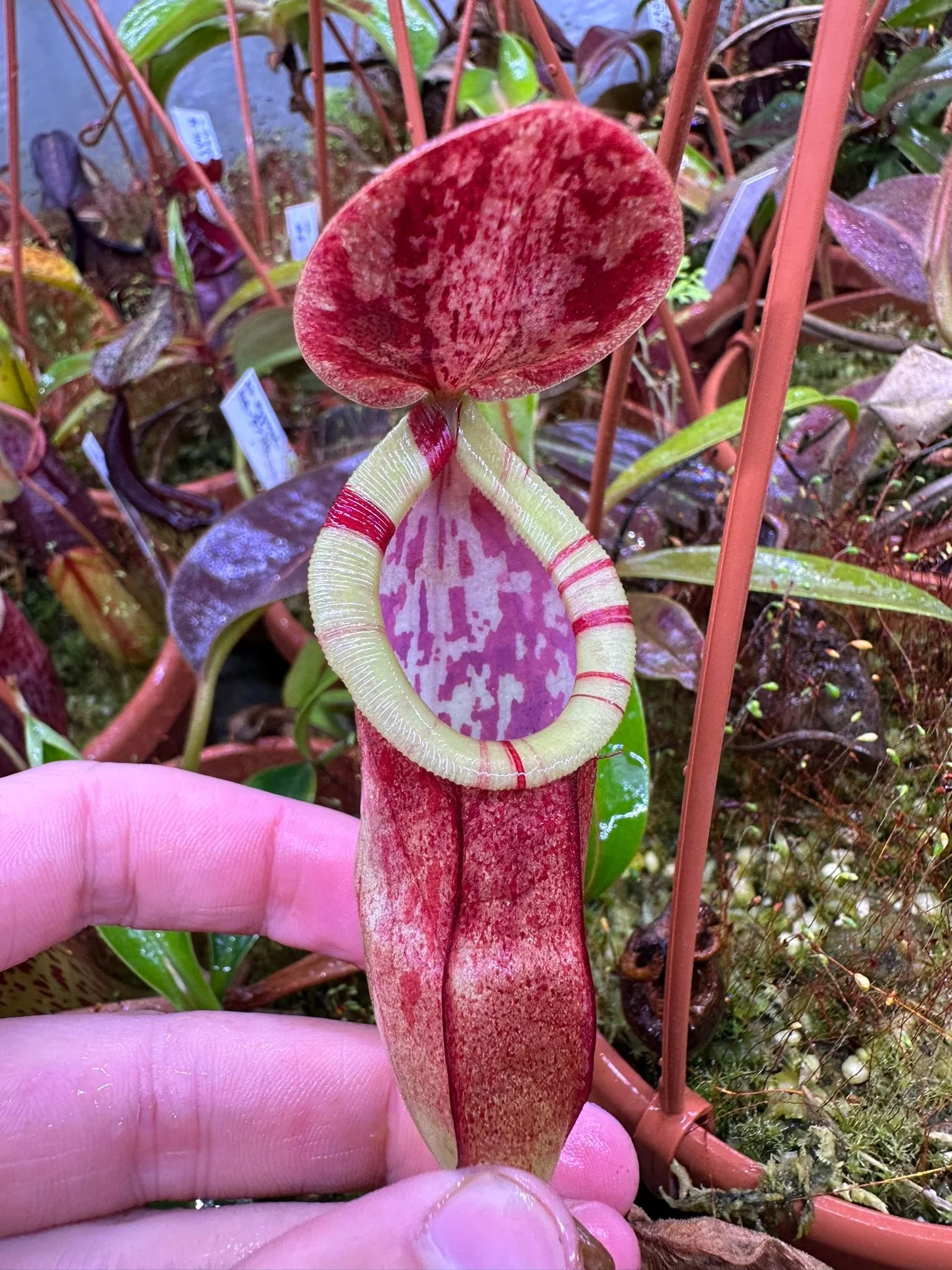 WhatsApp Image 2024-09-05 at 12.47.13_8f8e97c9.jpg