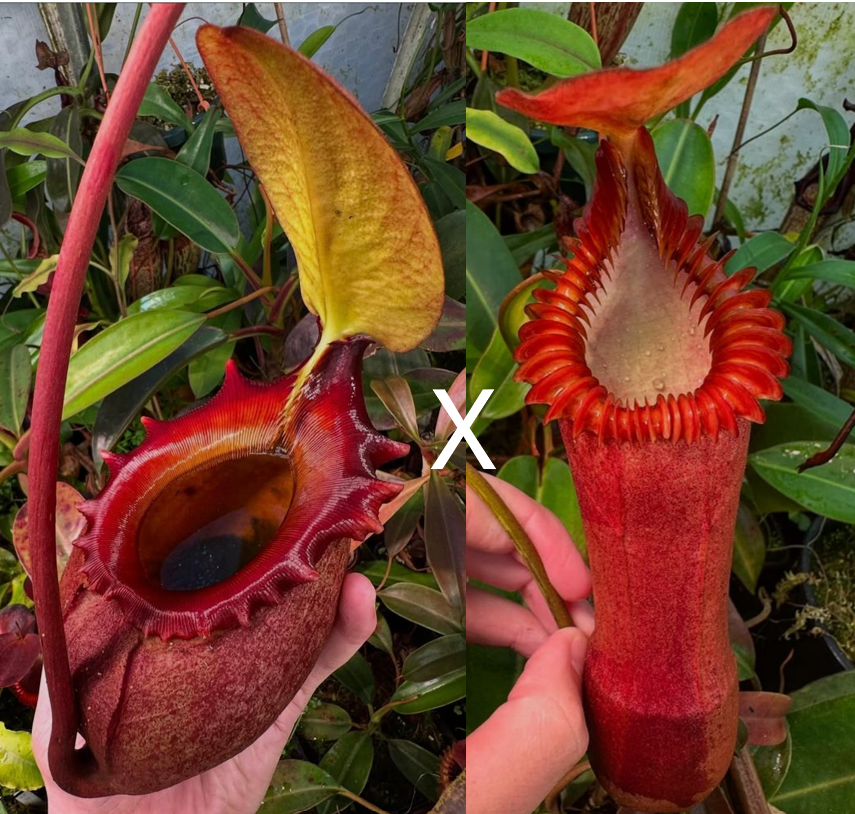Nepenthes hybrid R-Z — Scotland Carnivorous Plants
