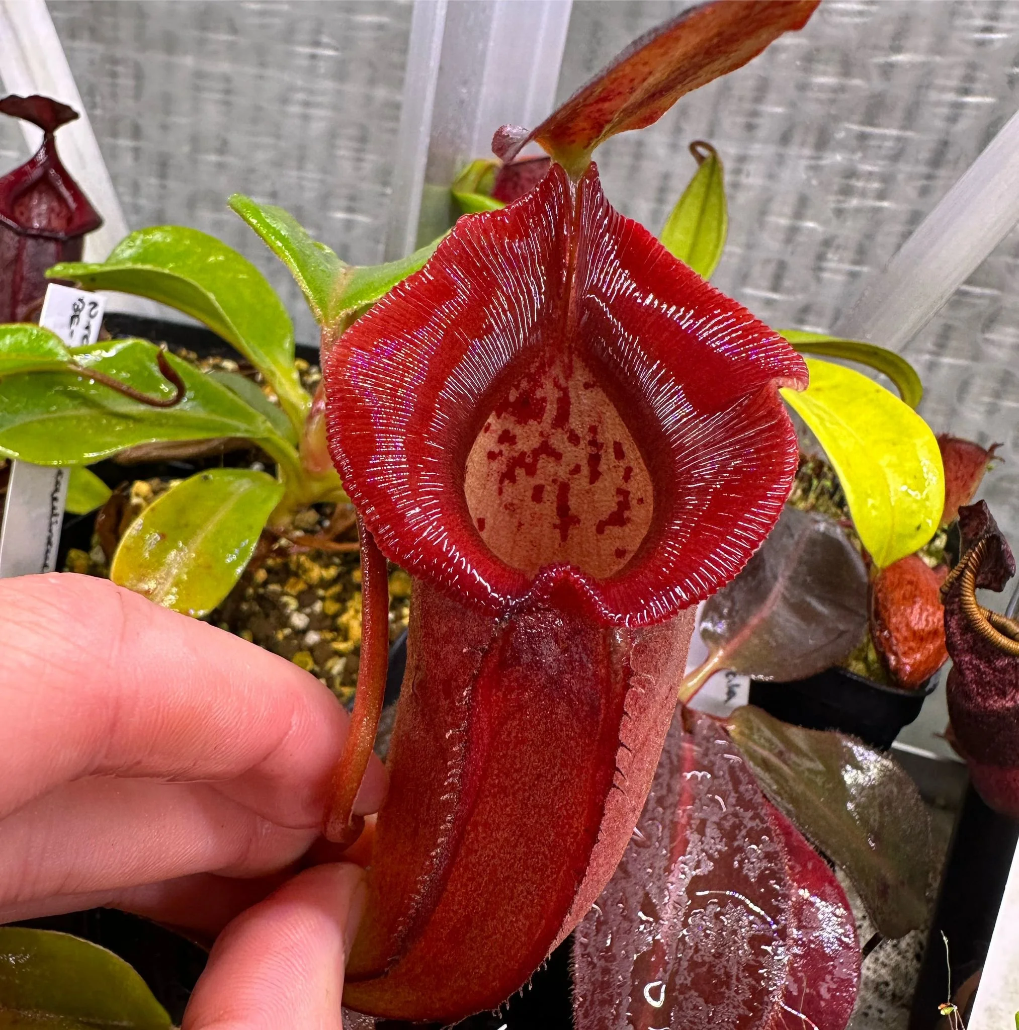 WhatsApp Image 2024-09-05 at 12.47.14_cf7e6530.jpg