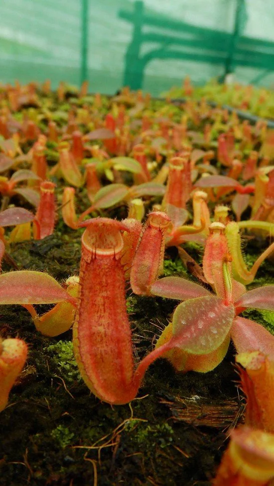 BE-4632e tray of very juvenile plants.JPG