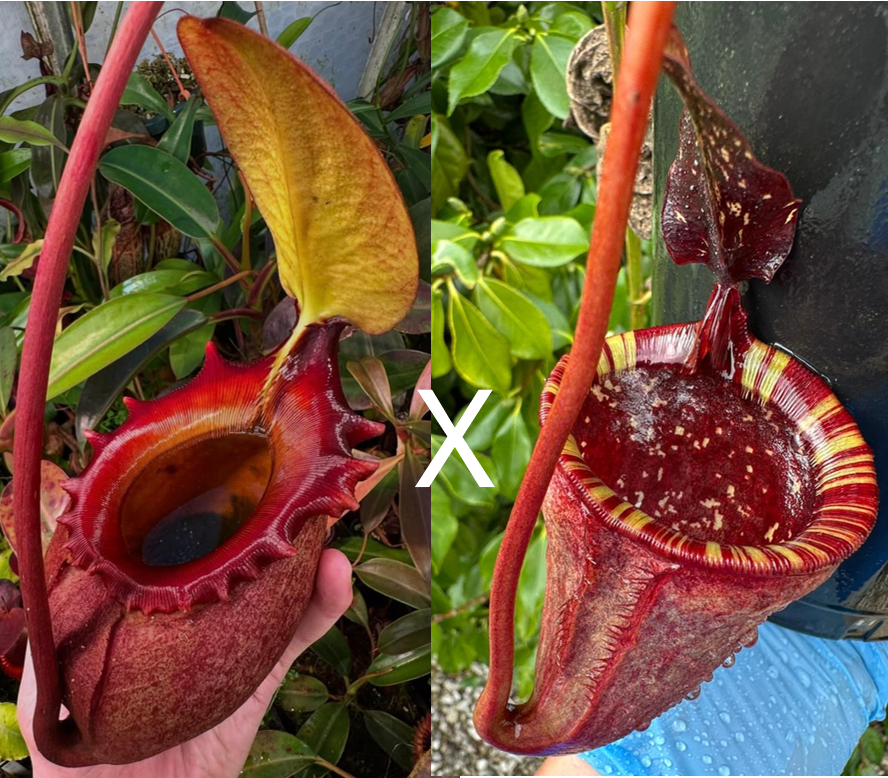 Nepenthes hybrid R-Z — Scotland Carnivorous Plants
