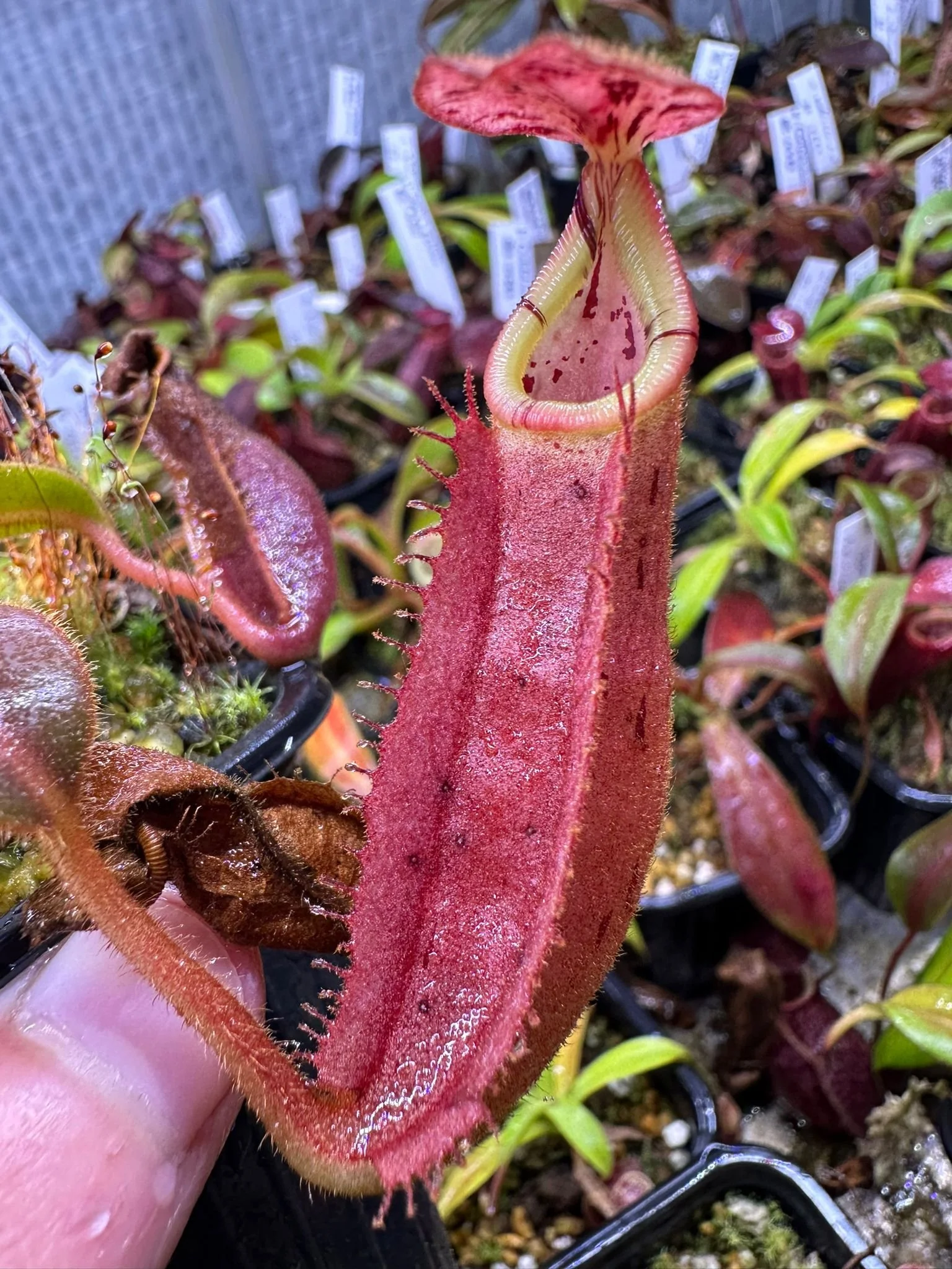 WhatsApp Image 2024-09-05 at 12.47.14_5700db38.jpg