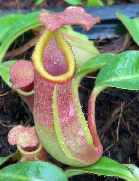 Nepenthes hybrid R-Z — Scotland Carnivorous Plants