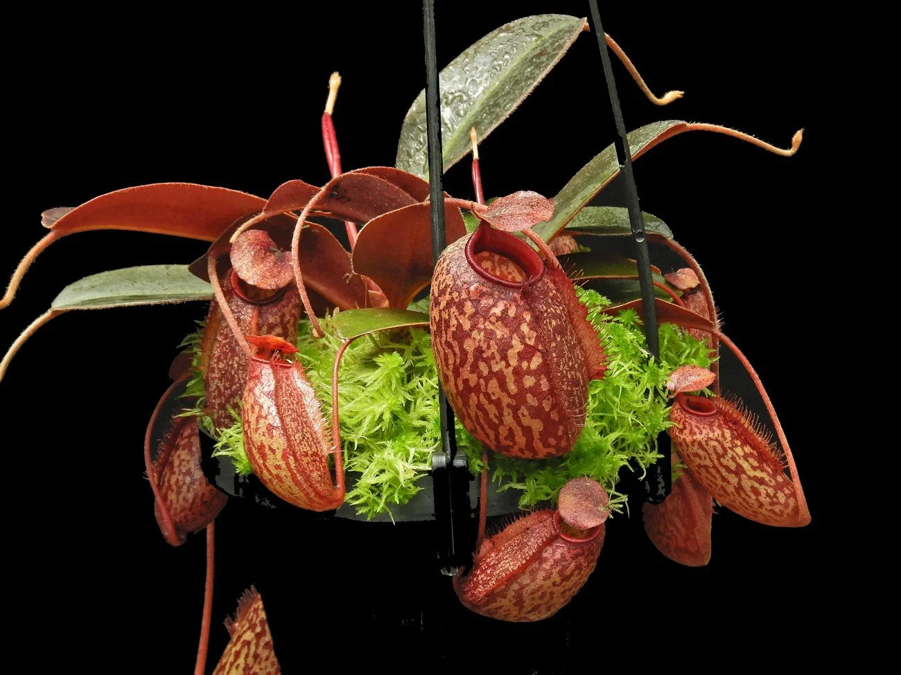 BE-4633e one of the many clones.JPG