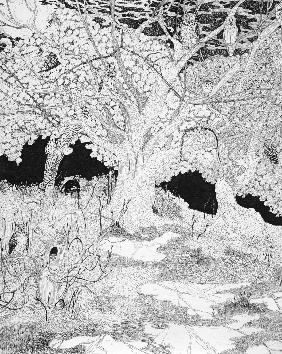 The Other Side of the Rododendron