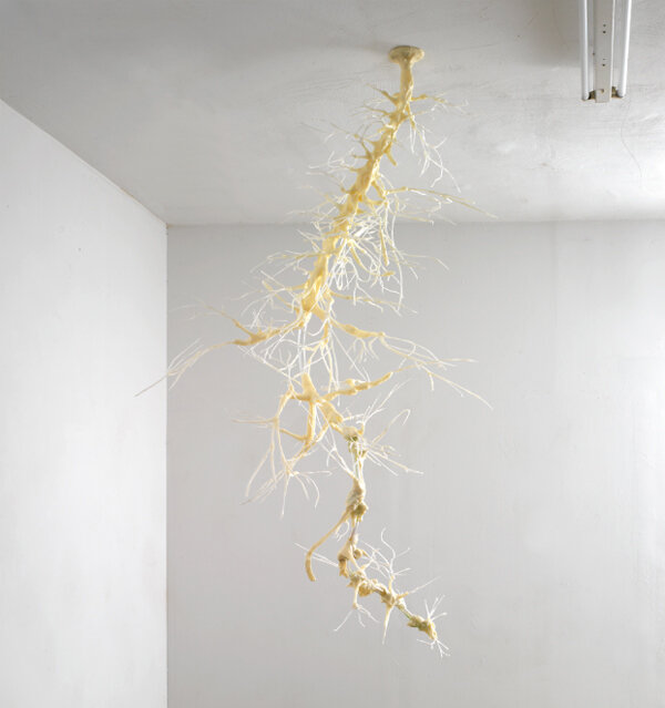 Installation image from the 2010 Martin Schwenk exhibition, The Secret Life of Plants, at Cindy Rucker Gallery