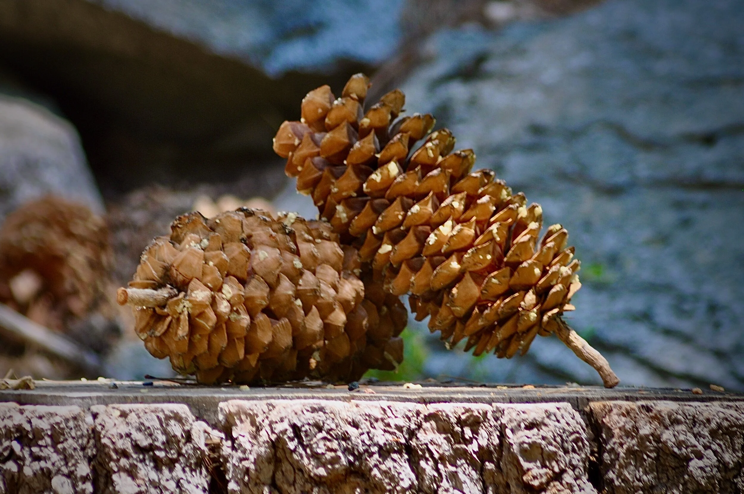 Close-up of a pine cone resting on a surface with a blurred water background.