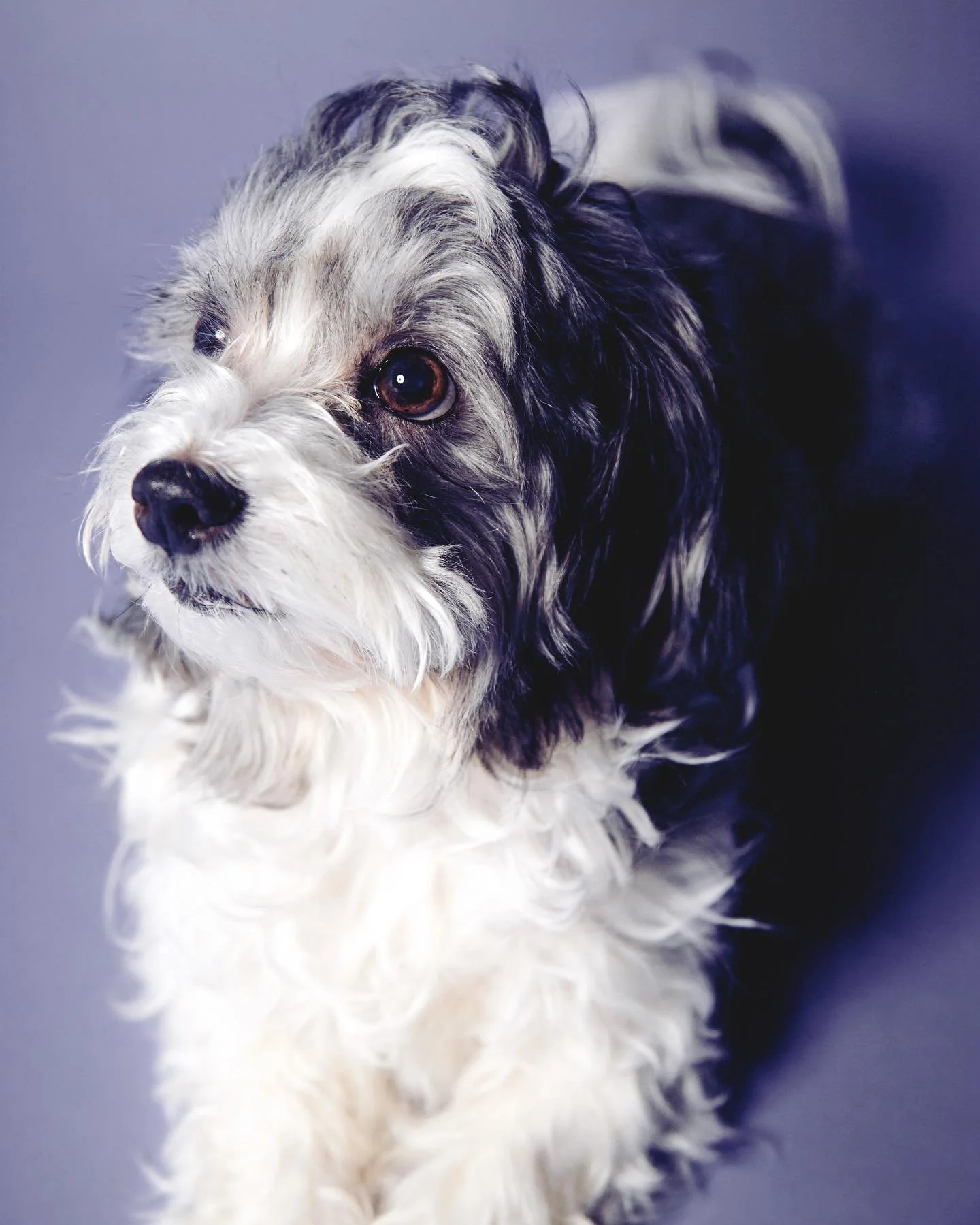 yesterday was national puppy day, and i still can&rsquo;t get over this pic of my forever pup snow &hellip; i mean, look at her ✨🤍

📸: @apristudios