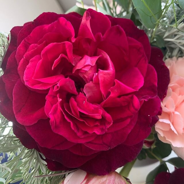 A David Austin garden rose, from my own garden, Munstead Wood, smells a little like blackberries and has this sweet ruffled face. I&rsquo;m thankful for all the work that went into developing this beautiful rose, I love the deep crimson color and the