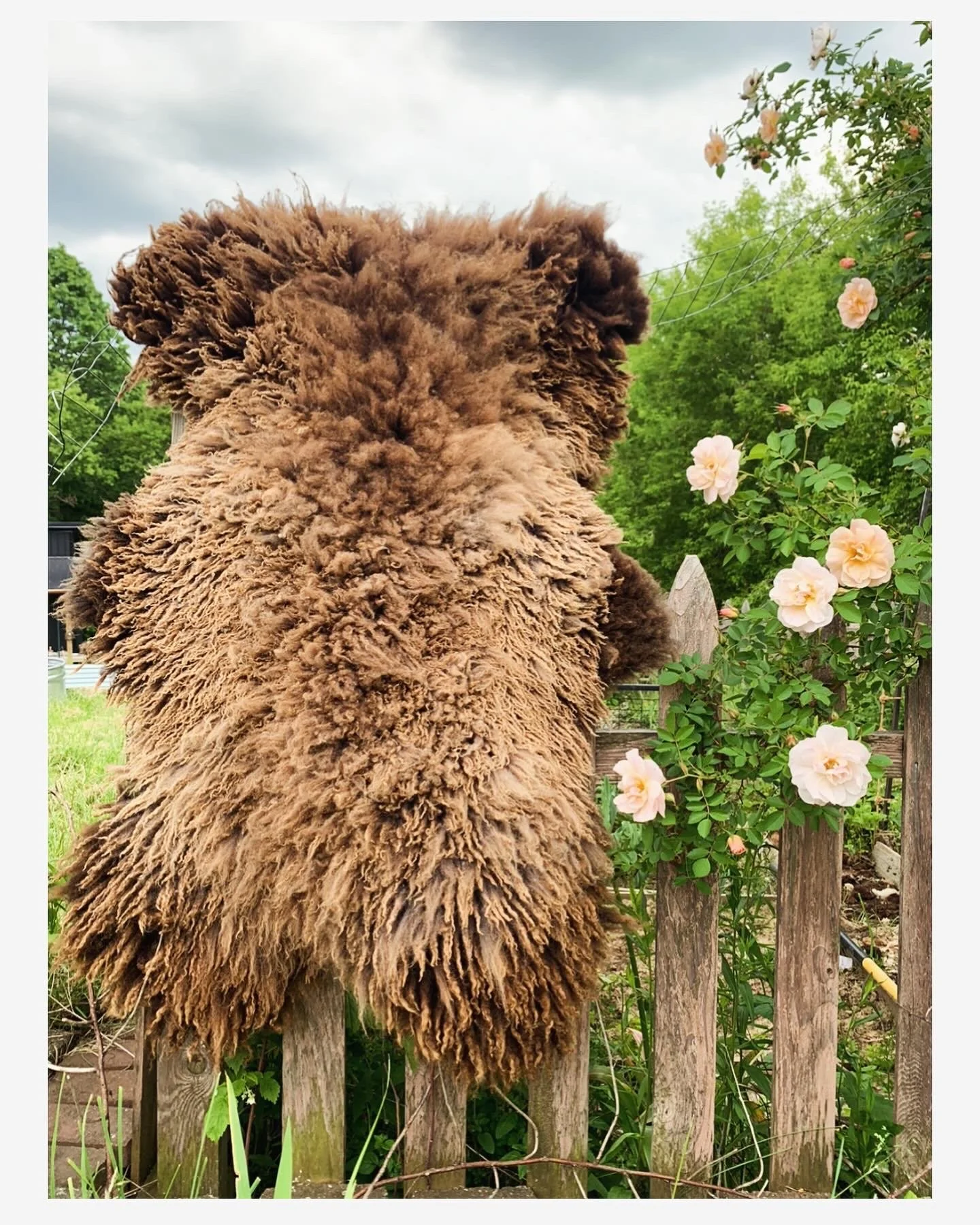 Bark Tanned Sheep Hide: BFL brown