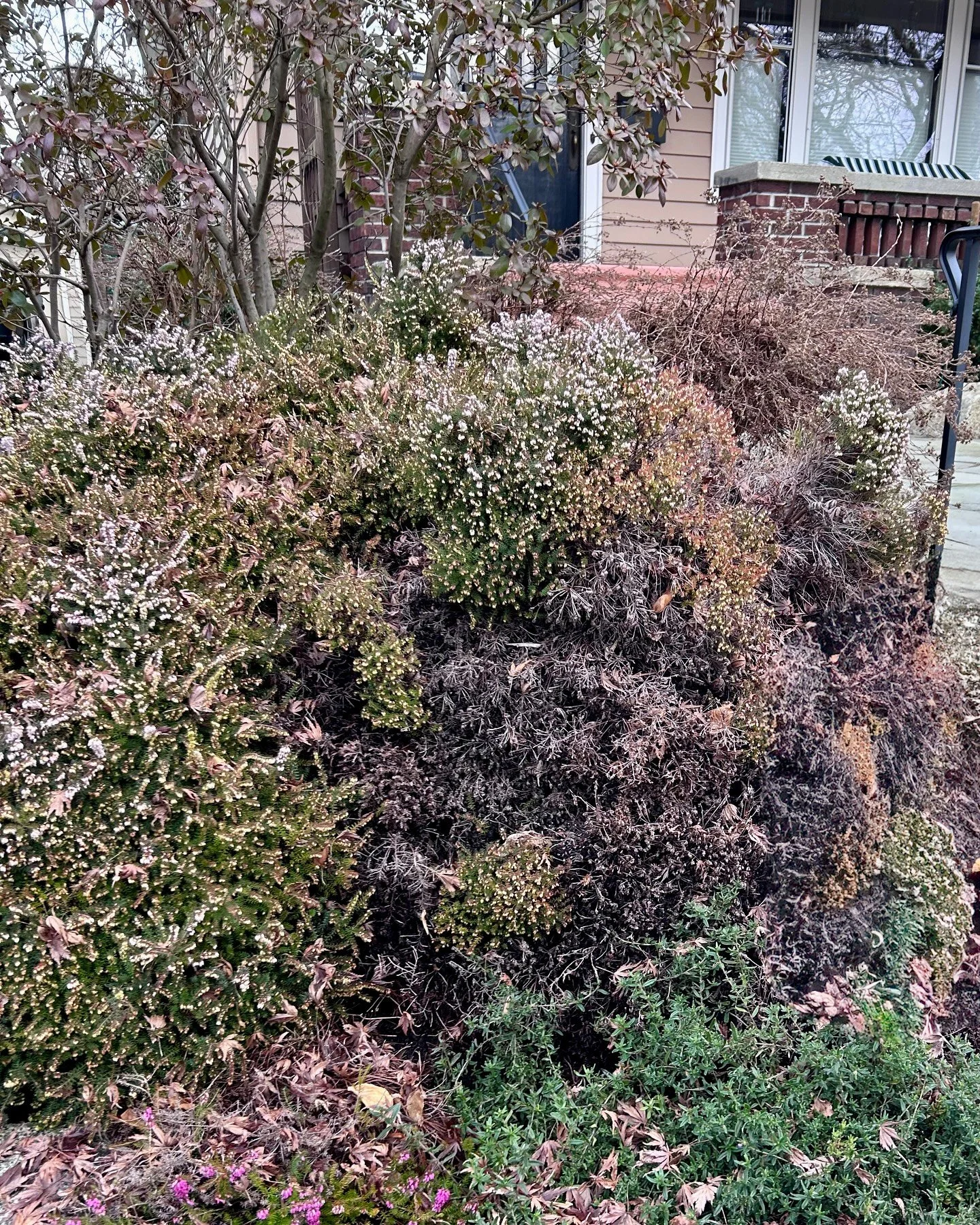 Swipe to see the difference a seasonal garden cleanup can make 👀 ➡️ 
.
Removal of overgrown and unhealthy plant, weed removal and fresh mulch installation.
.
@ballard.property.maintenance 
.
#seattlehomes #ballardseattle #yardcleanup #seattlerealest