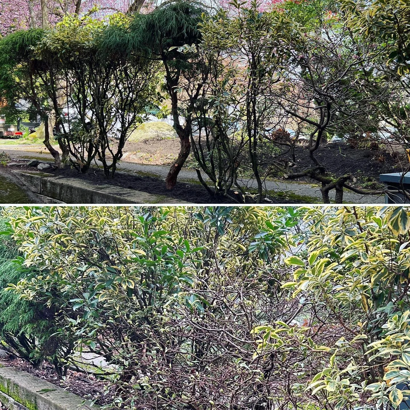 A little seasonal pruning ✂️ ✅ 
.
#seattlegarden #pnwhomes #seattlehomes #ballardwa #ballardpropertymaintenance #beforeandaftergarden