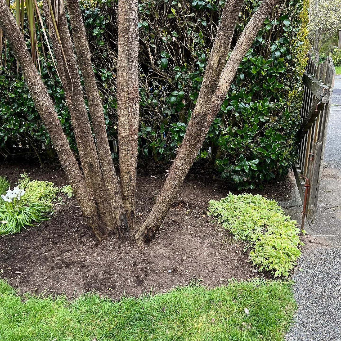 A section of a spring cleanup in process 🧹
.
.
.
.
.
#seattlehomes #seattlerealestate #beforeandaftertransformation  #seattlesmallbusiness #ballardpropertymaintenance