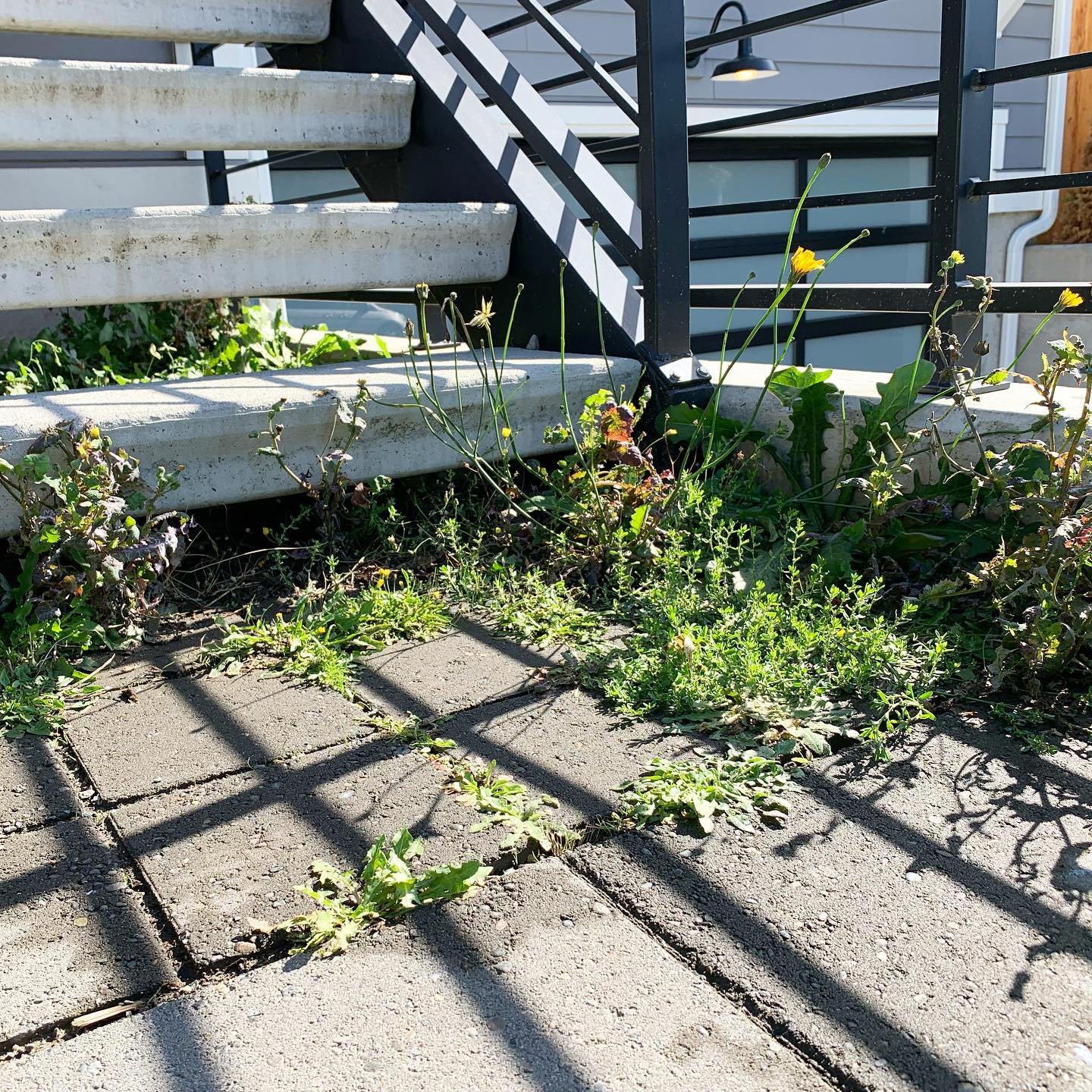 SWIPE ➡️ for a little weeding #beforeandafter ✅ 
.
#ballardseattle #gardening #seattlehomes #home #propertymaintenance