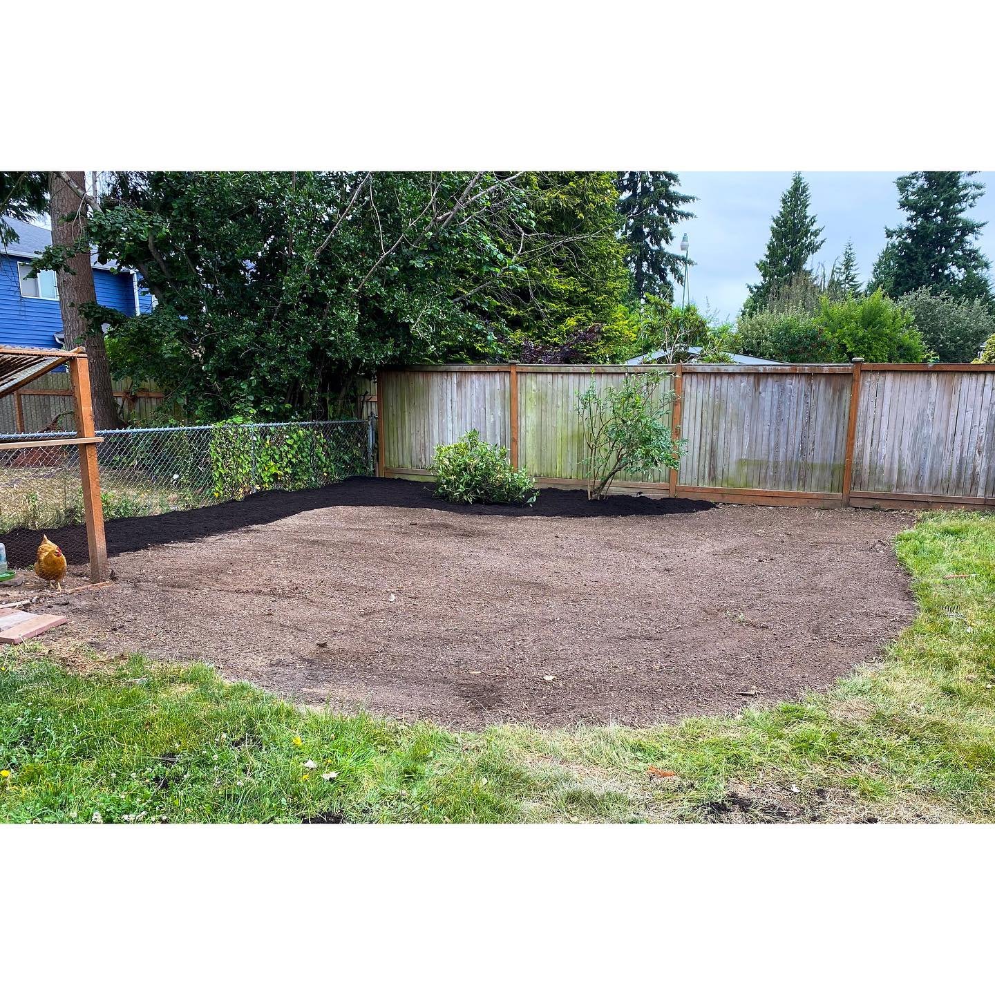 Chicken approved ✅ -and ready for grass seed application!
.
A recent #beforeandafter 😎
.
#seattlehomes #seattlesmallbusiness #yardrenovation #lawnreseeding #ballardseattle