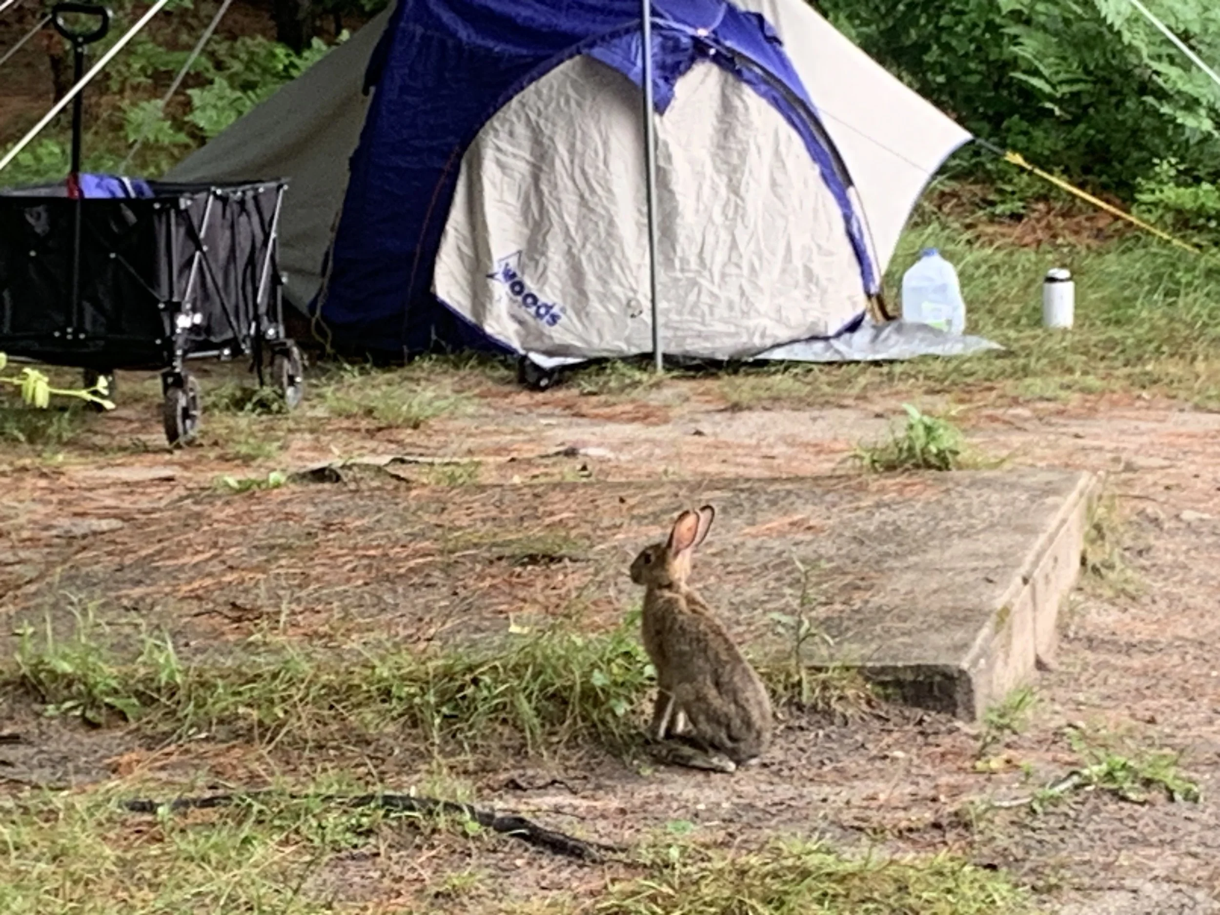 IMG_3068.jpeg