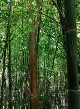 This is the Eva Bamboo!