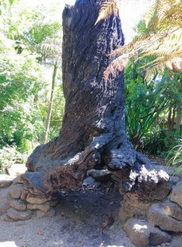 This is the Grandmother Tree!