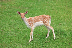 Screen Shot 2020-02-27 at 2.26.33 PM.png