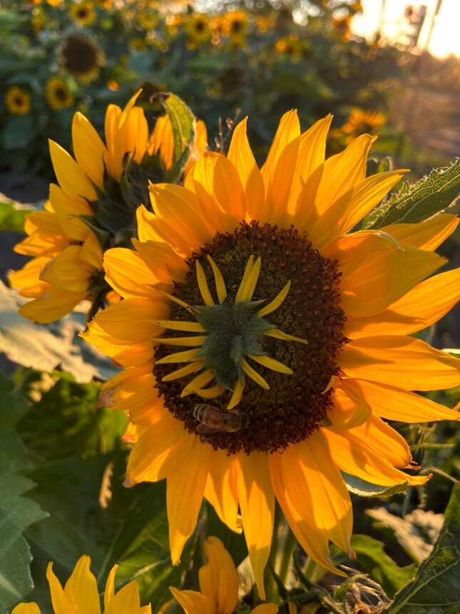Sunflower Festival — O'Keefe Farms