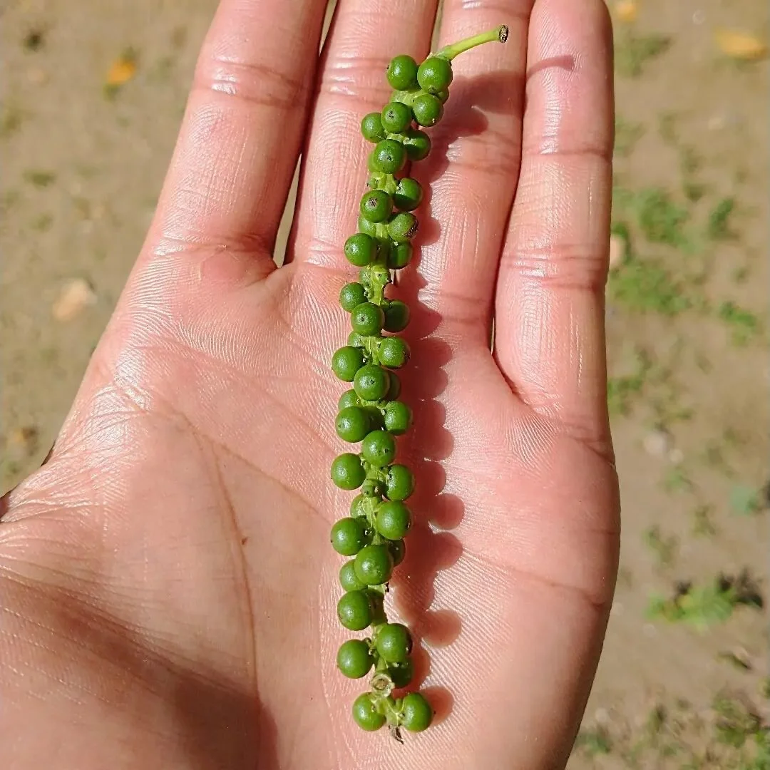 Fresh organic Sri Lankan black pepper on its way to your table 
#alchemy #fresh #spice #flavour