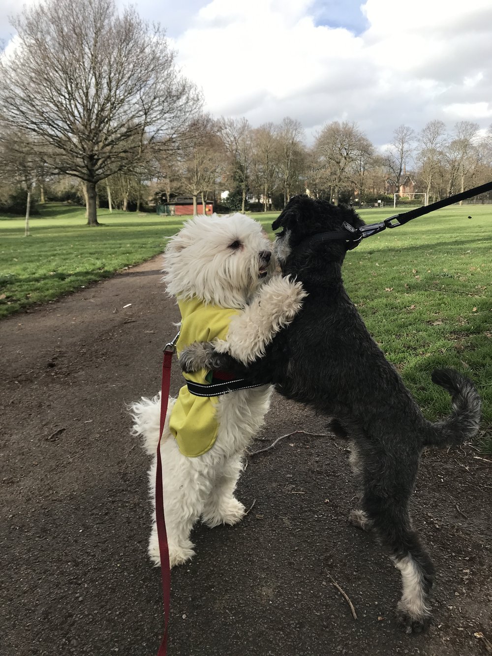 Hurley's first friend in the park 💛 
