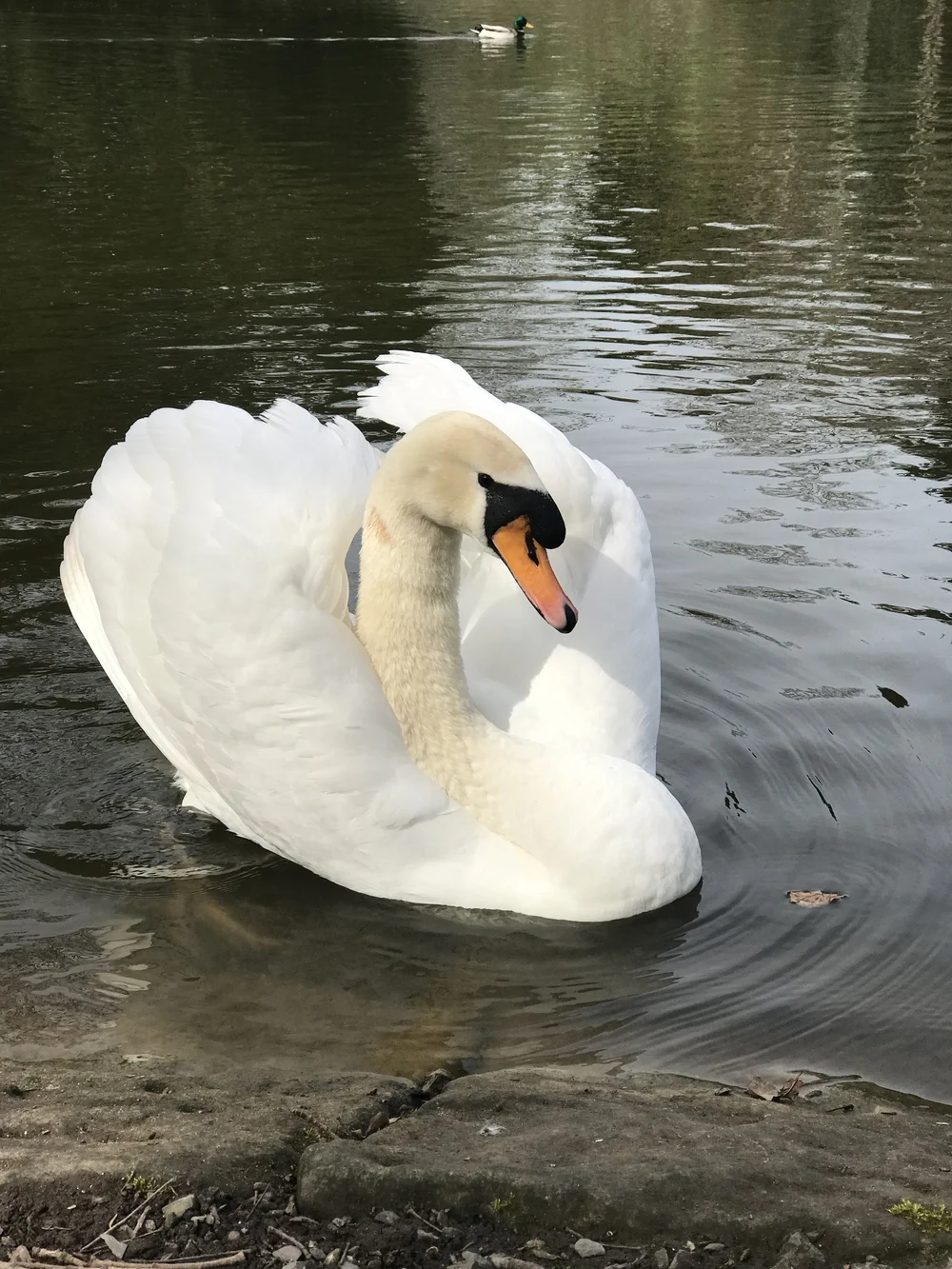 Had to show our posing swan 🦢 