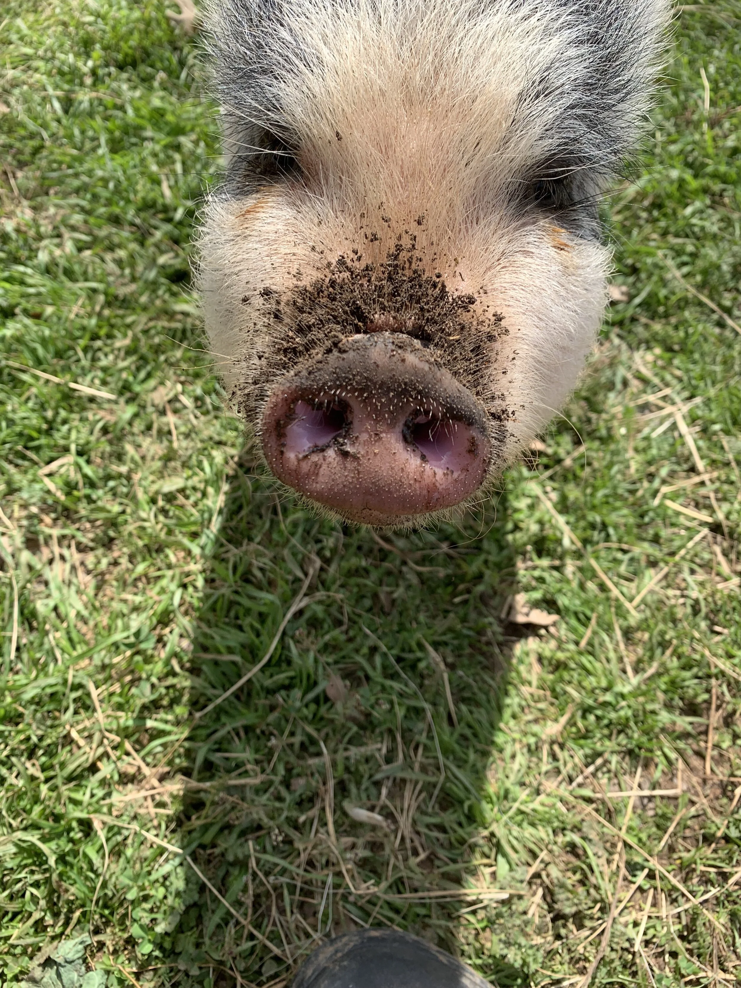 luna dirt nose (1).jpg