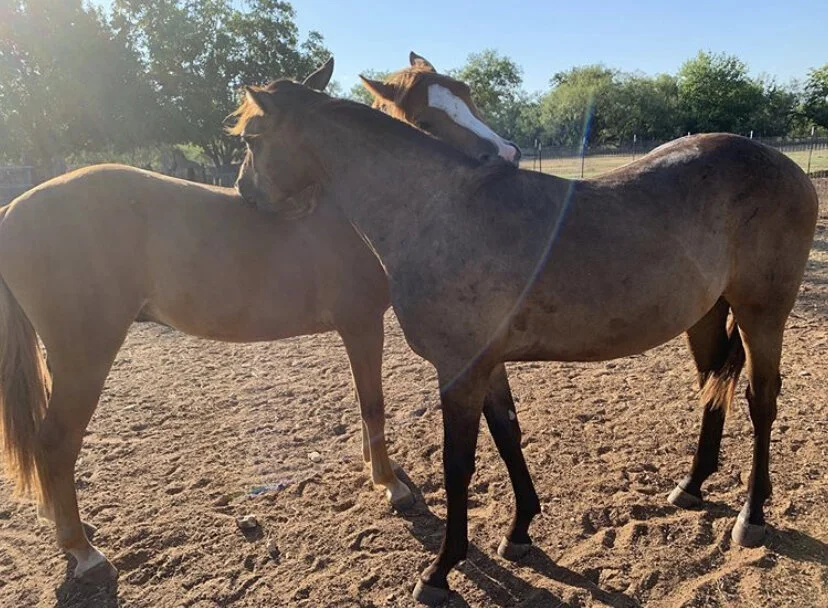 CORVETTE AND JOVI