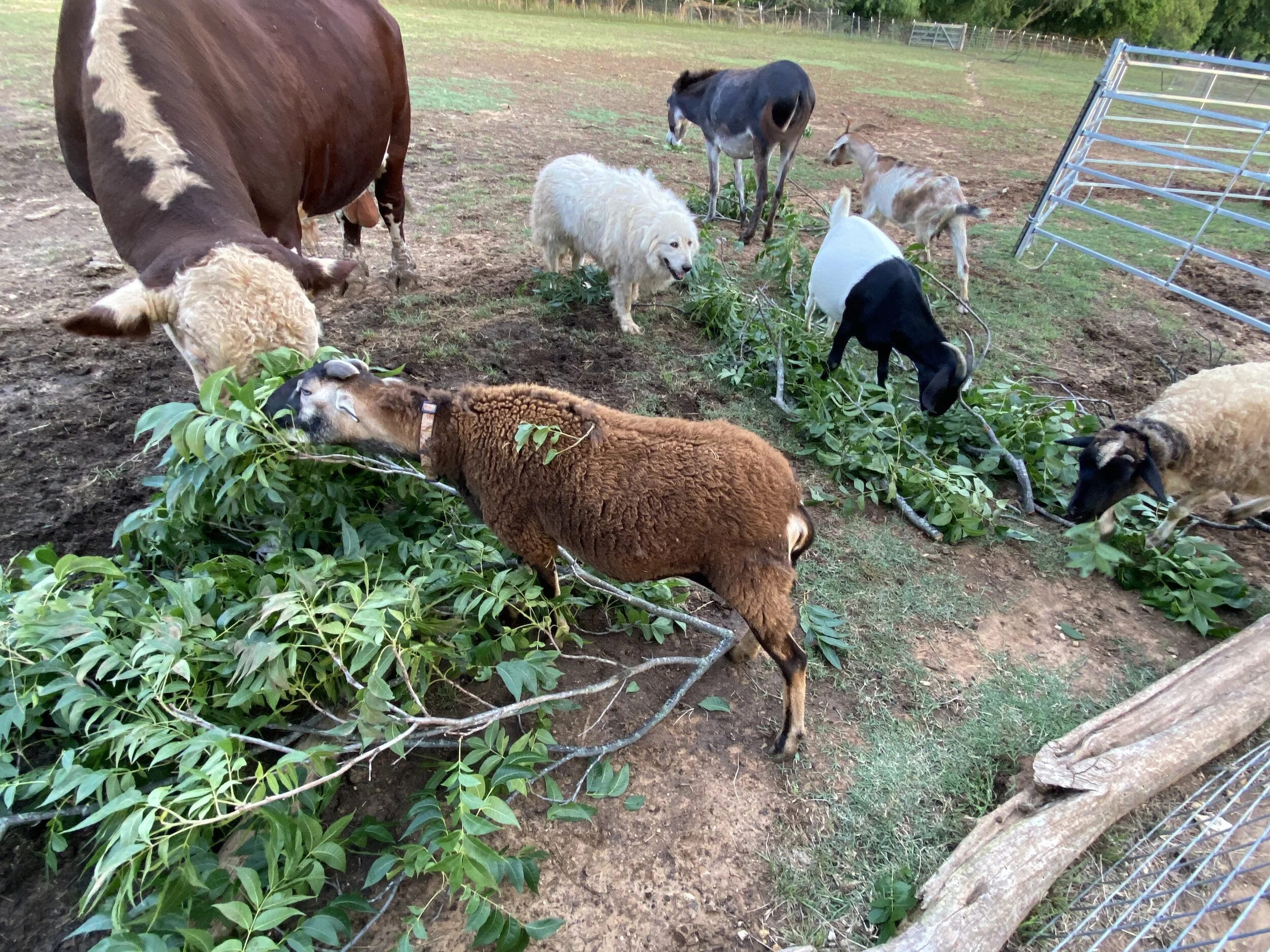 CHARLIE, AVA, NOAH, GAMBINO, ODIN, SYMPHONY,  AND WILLOW
