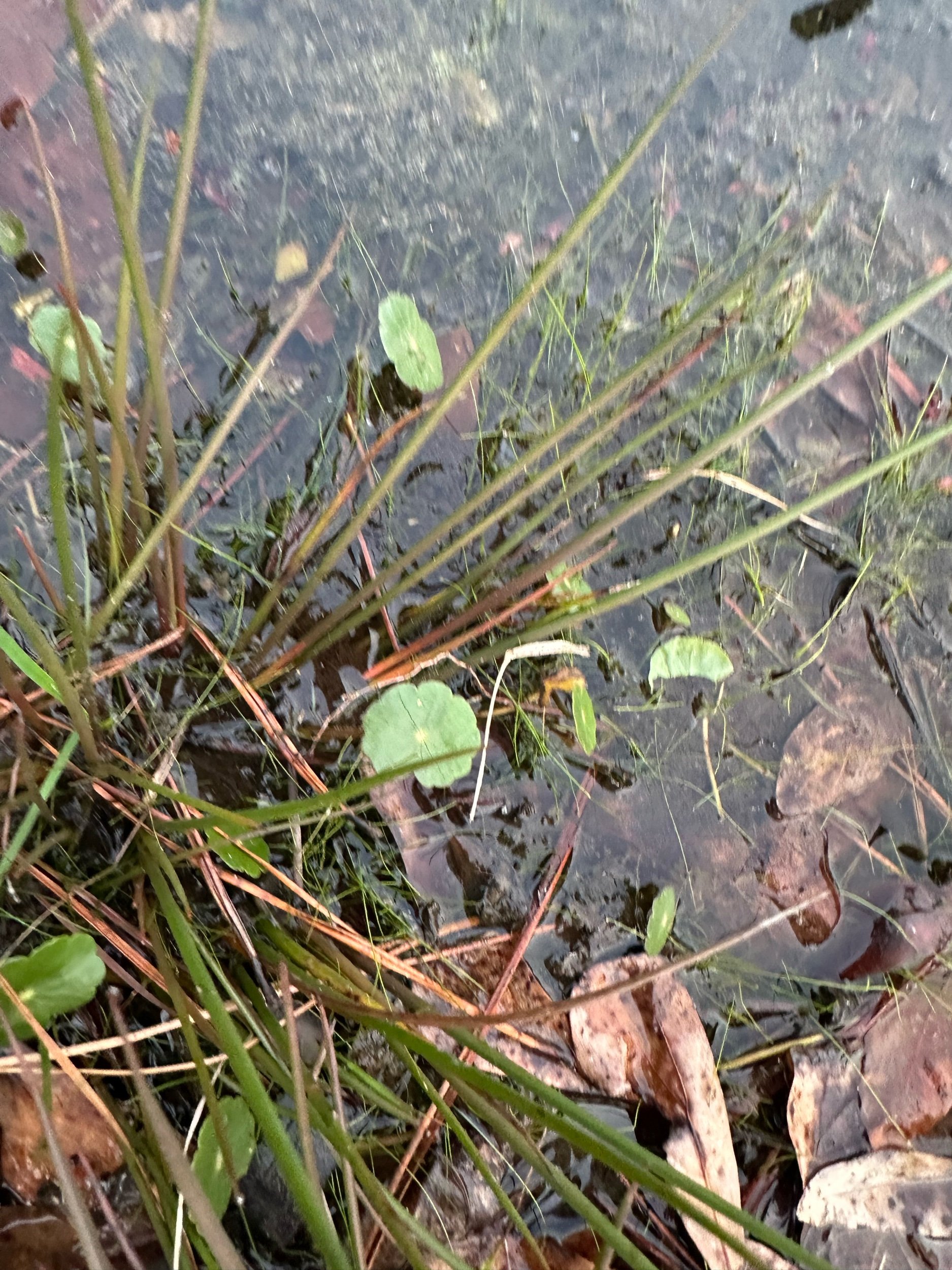 IMG_6619.jpeg