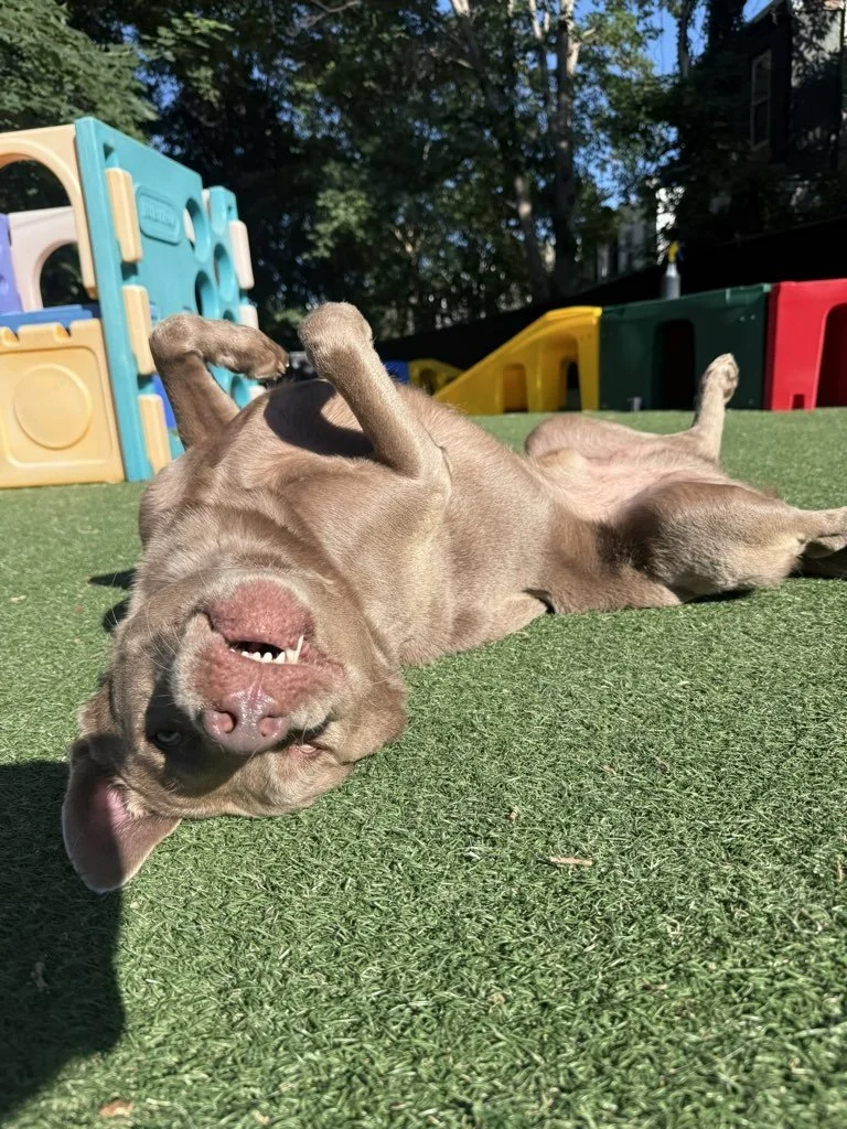 Silver lab on his back laying in the sun