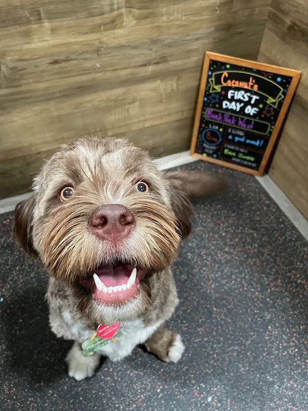 Brown Poodle Mix with First Day of school board