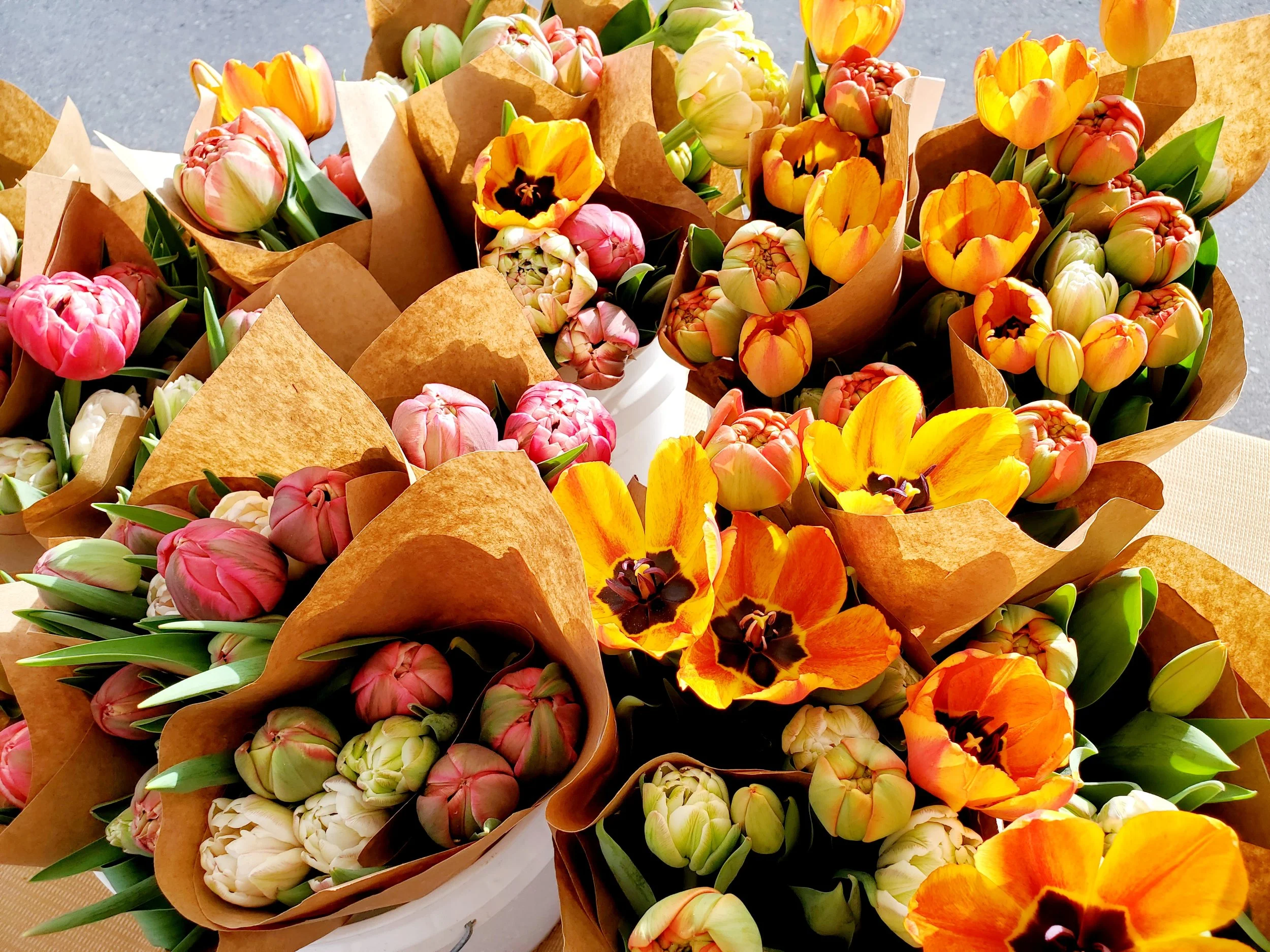 MOTHER'S DAY TULIP PREORDERS
