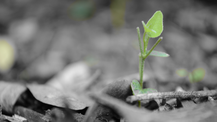 Hope Emerging