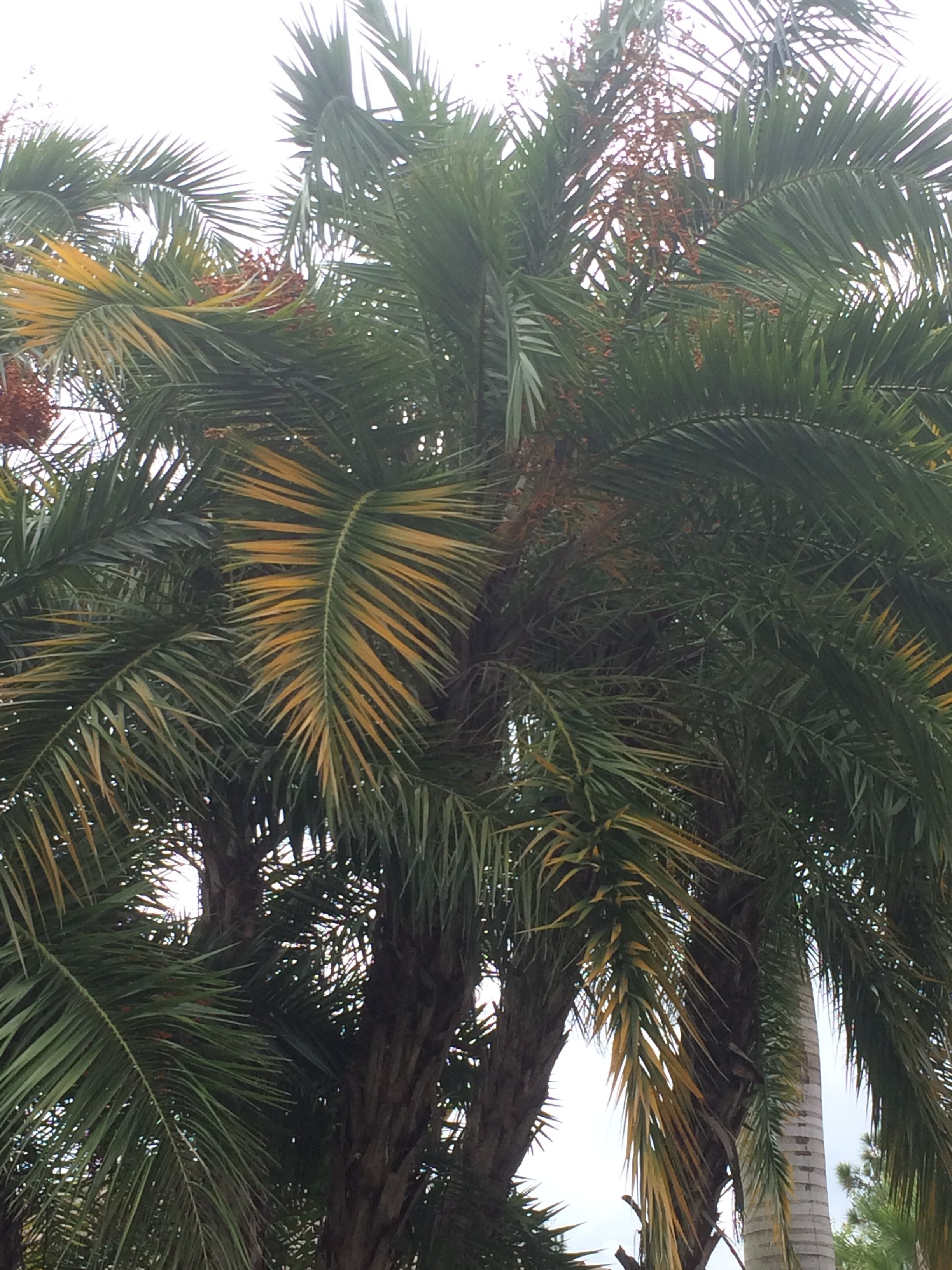 Senegal Date Palm 
