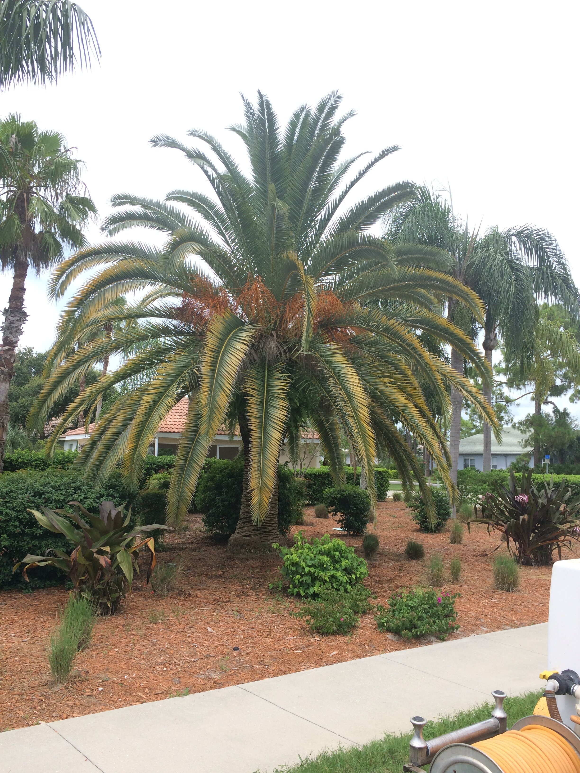 Canary Island Date Palm 