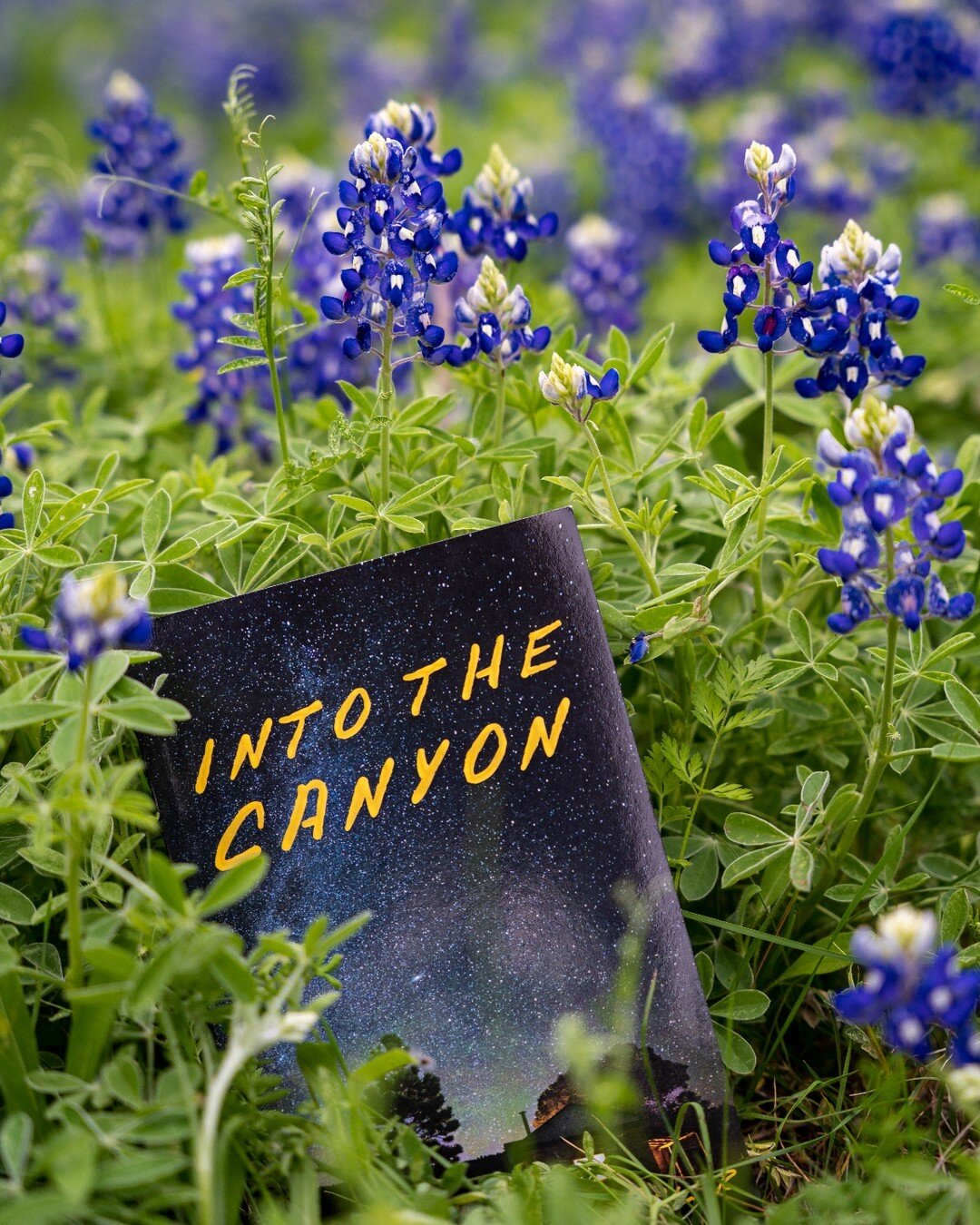 Into the Canyon is in Central Texas amongst the bluebonnets (&amp; Izzy)! Let me know where you are reading!

#intothecanyon #victoriabakerauthor #publishedauthor #igotmybook #theplacesyouread