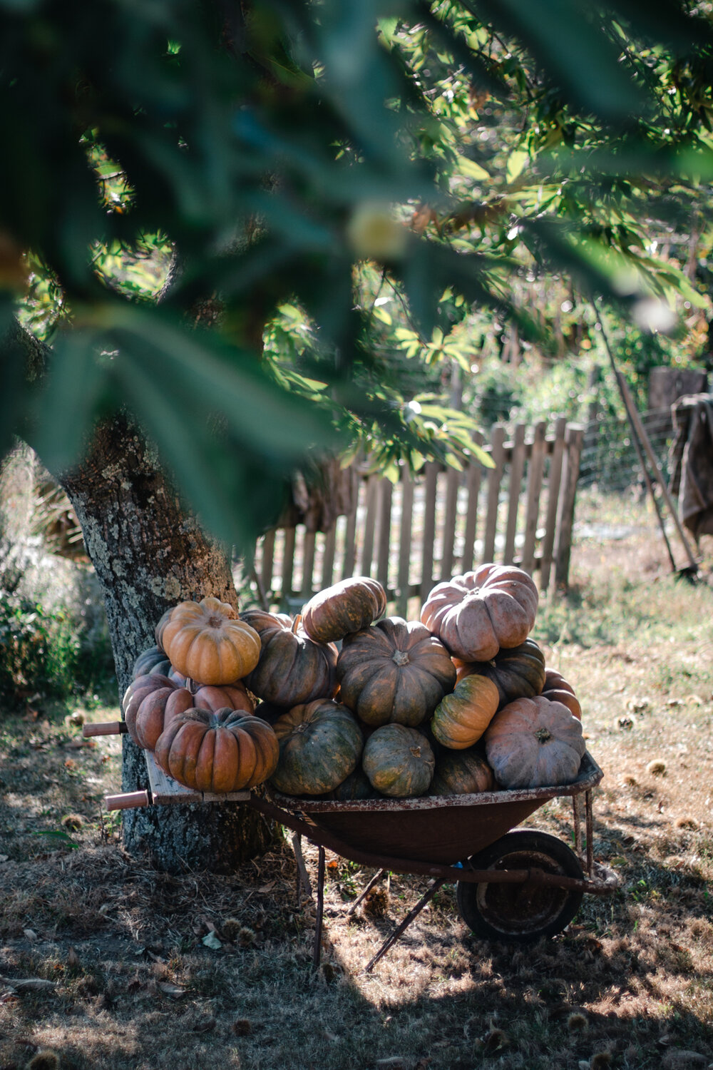 Tuscia-experiece-by-Saghar-Setareh-pasta-guanciale-pears 30.jpg