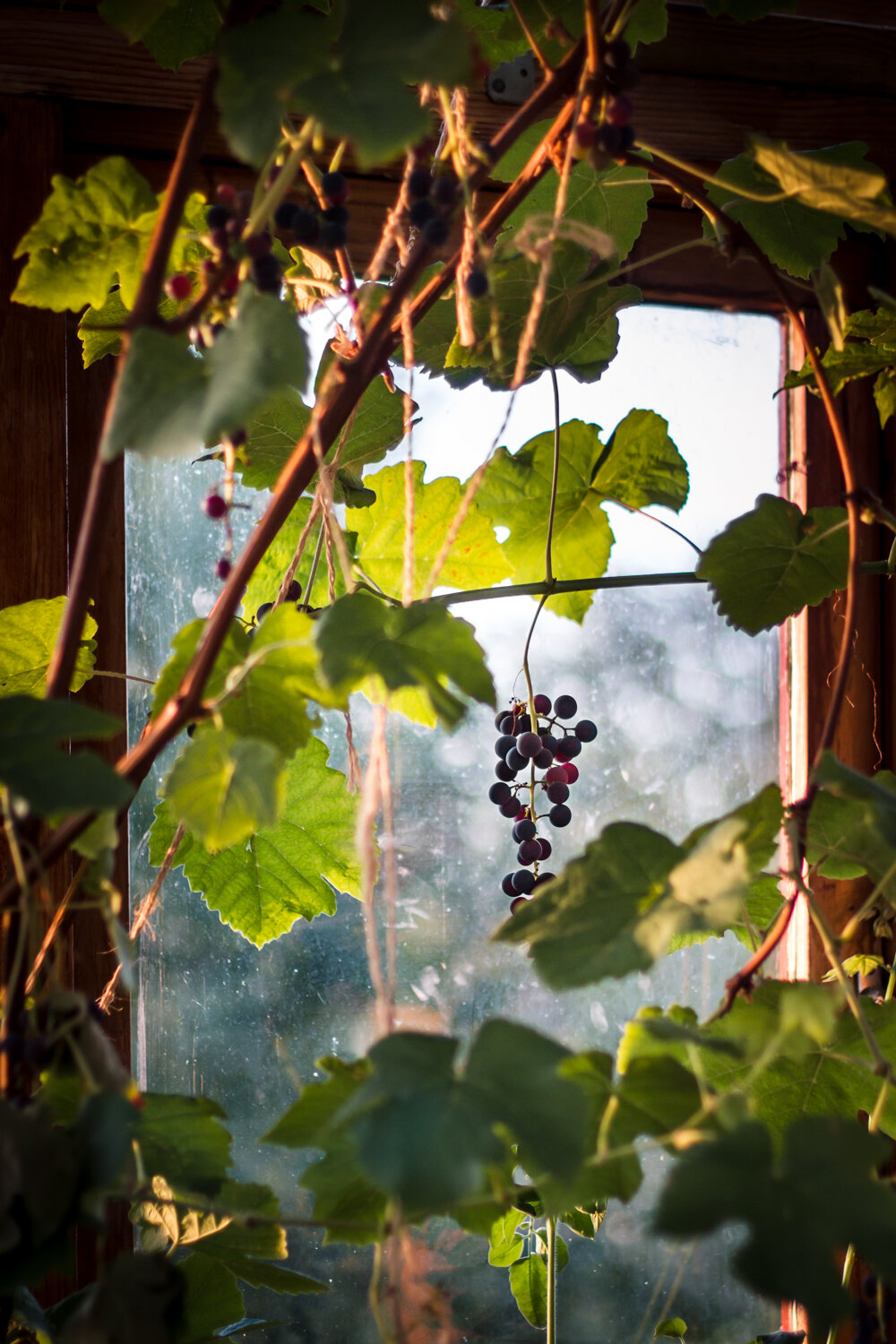 Summer-in-Norway-Rømmegrøt 57.jpg