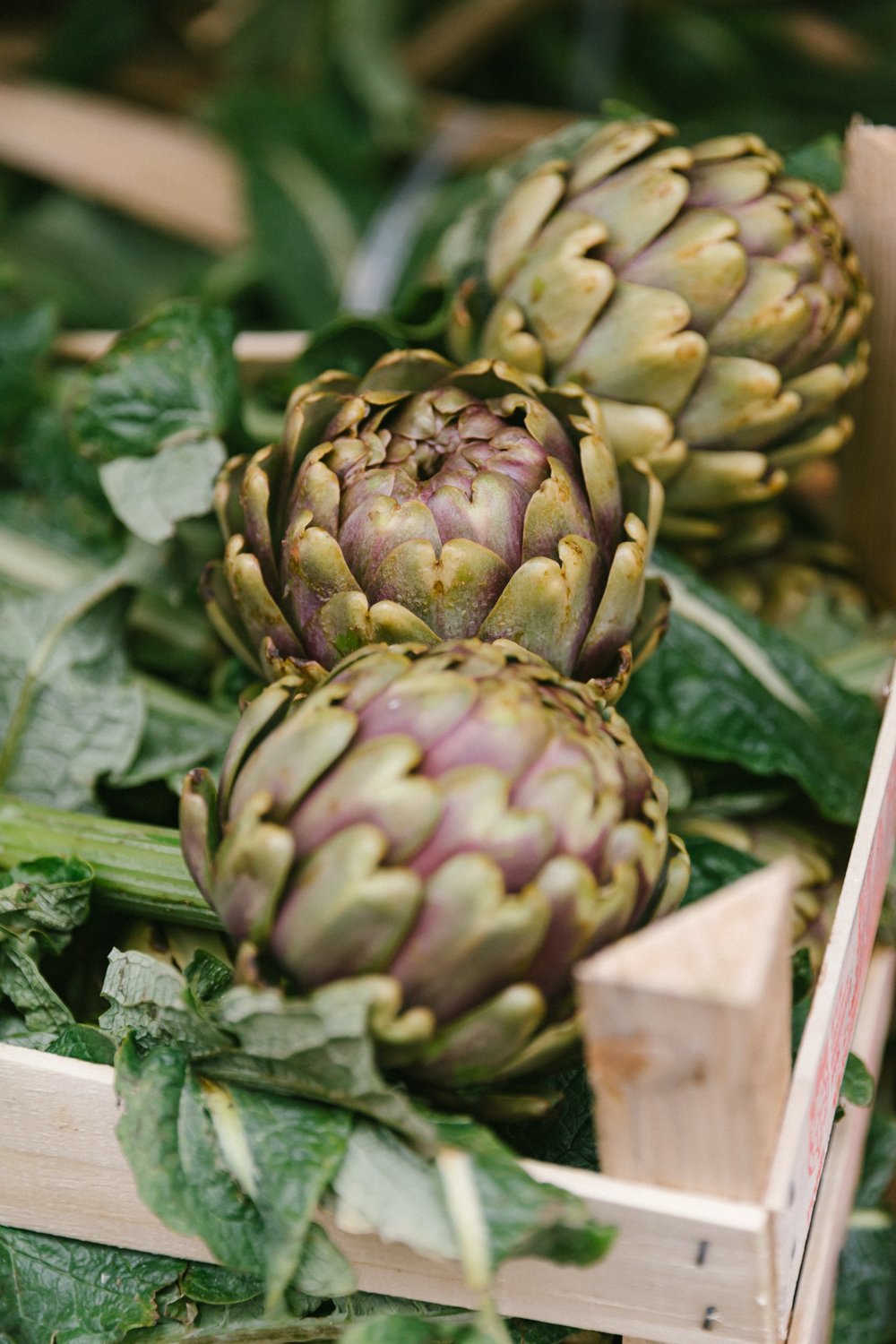 rome food tour by saghar setareh-4.jpg