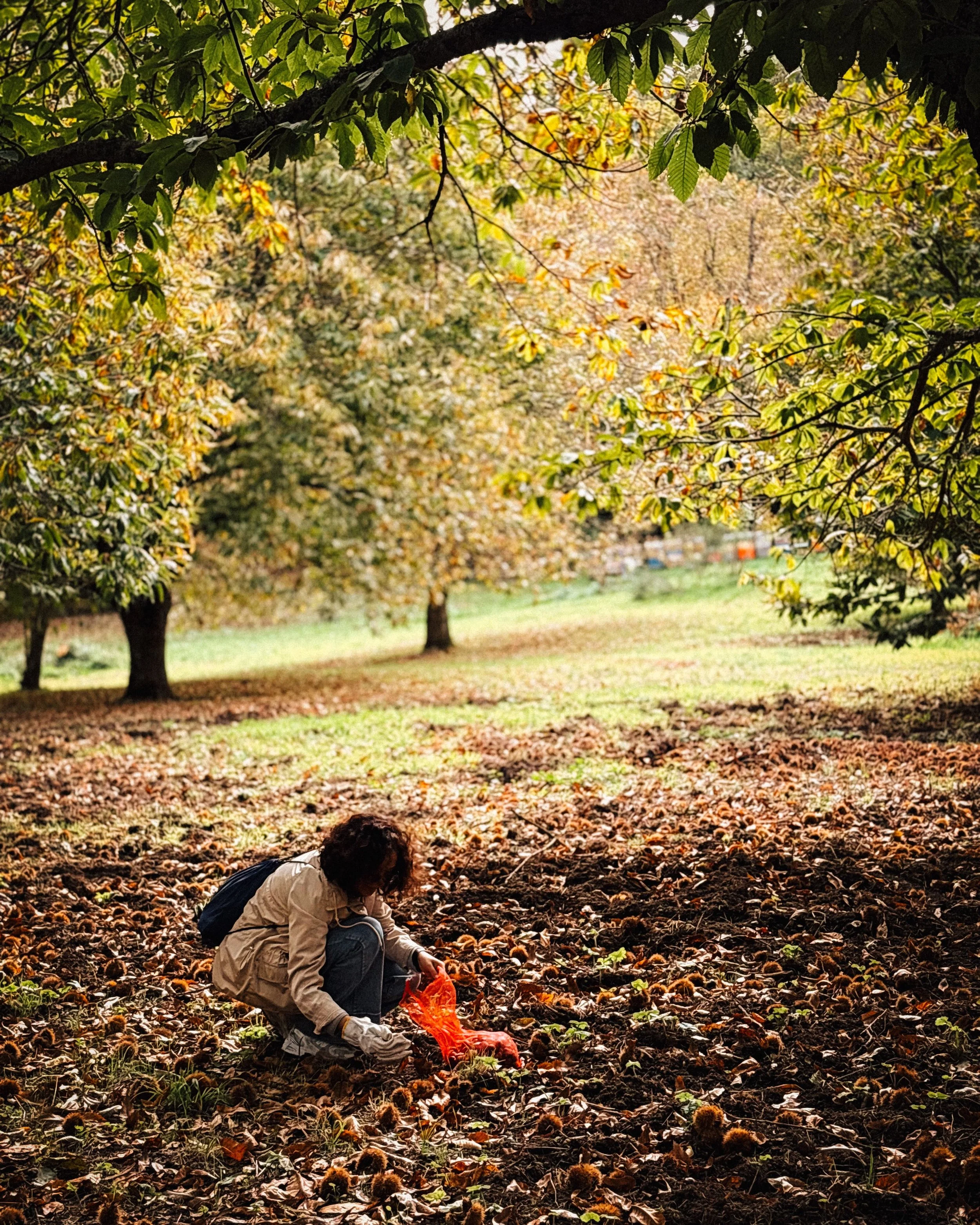 Absolutely glorious Autumn Sunday spent picking chestnuts in the marvelous countryside of Tuscia (north of Lazio). 🌰🍁🍂🍃

Beautiful culinary experience by @jyatravels who took us to @leforredeltreja farm for an organic, seasonal lunch after chestn