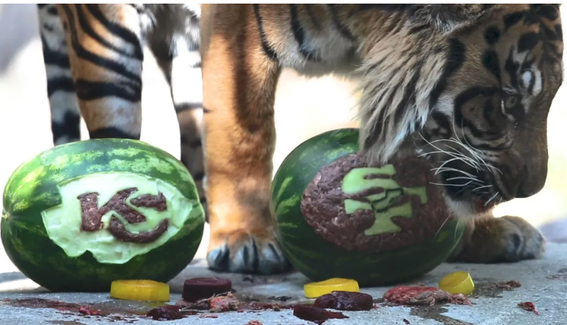 Dallas Zoo Shares Super Bowl Prediction Fails