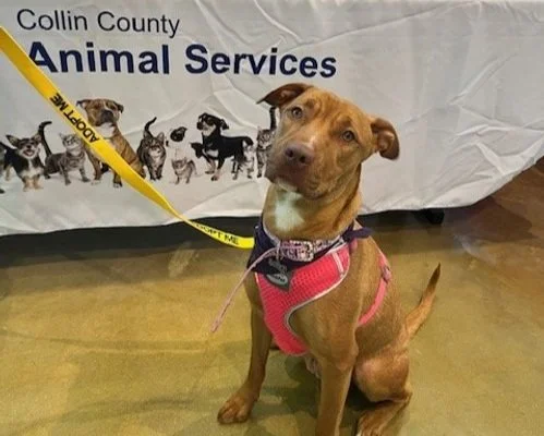 Broken Yolk Cafe Hosts Pet Adoption May 10