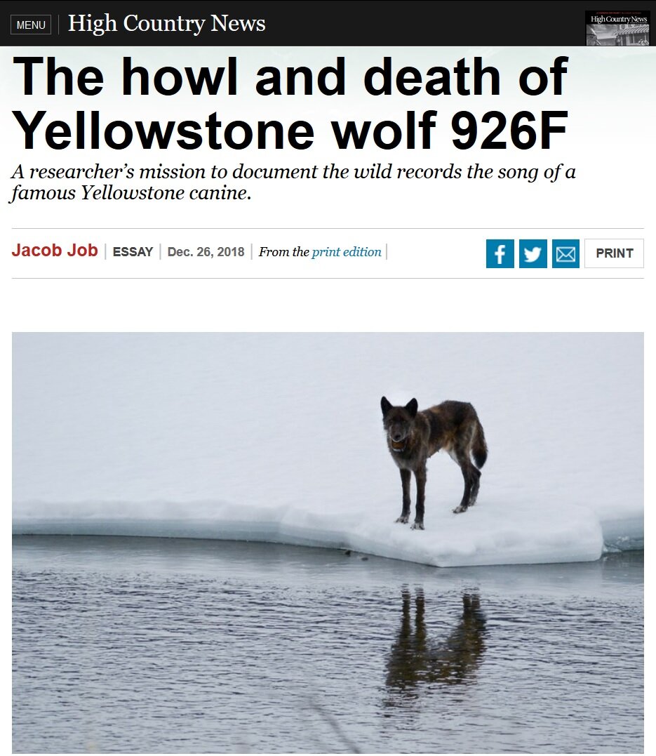 The howl and death of Yellowstone wolf 926F — Jacob Job, PhD