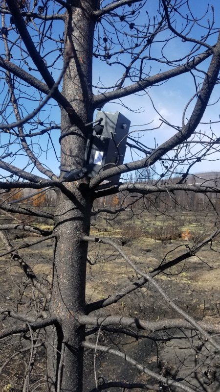  Acoustic recording unit (ARU) attached to a tree at one of the burn sites. 