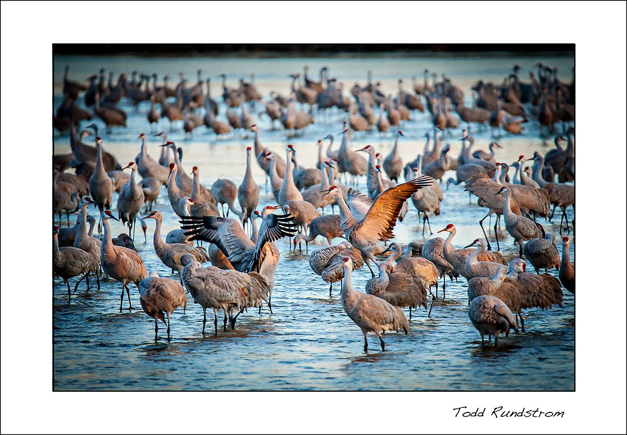 Sandhill Cranes - Hi There [0022]